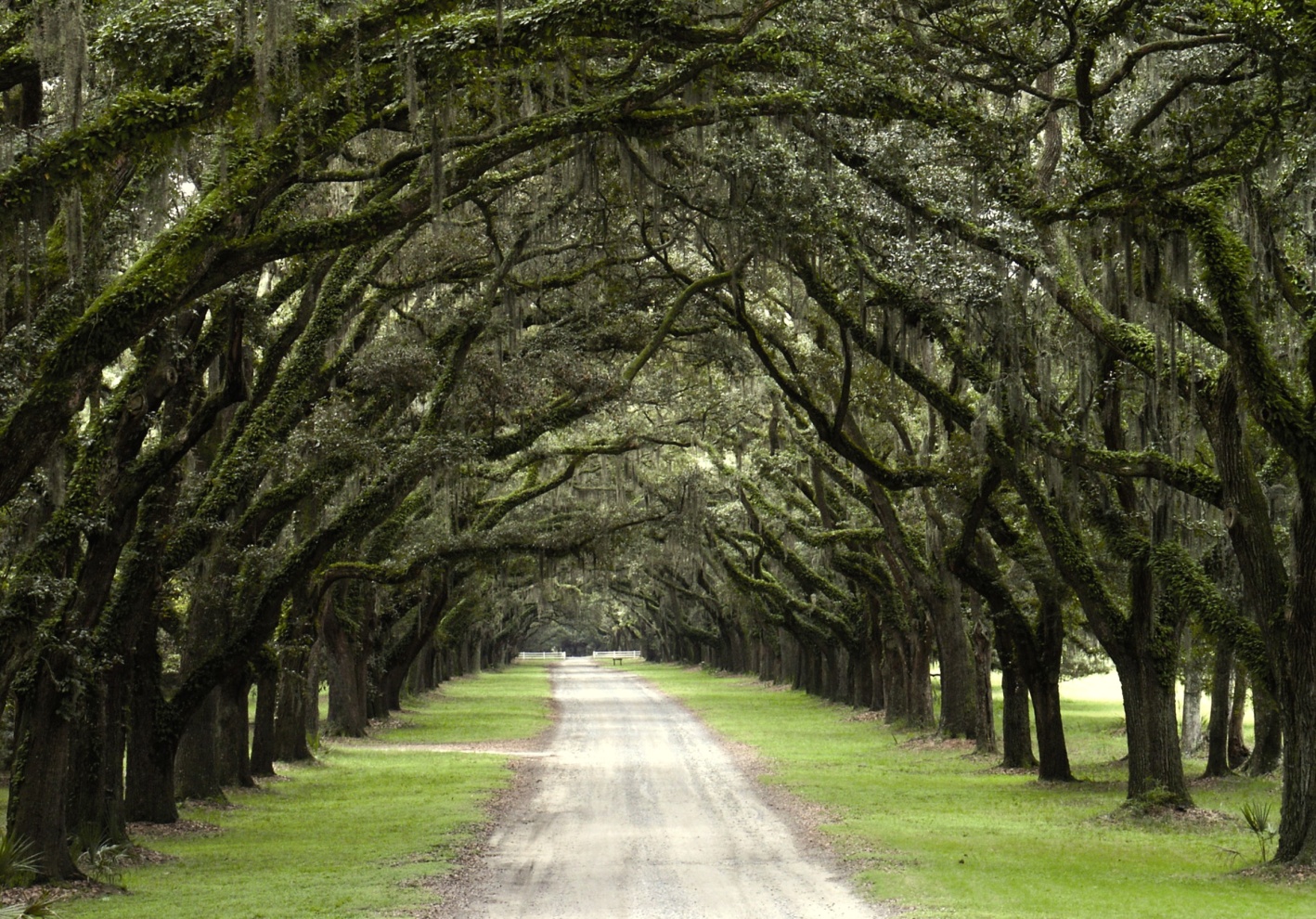 Wormsloe Historic Site - Film Savannah